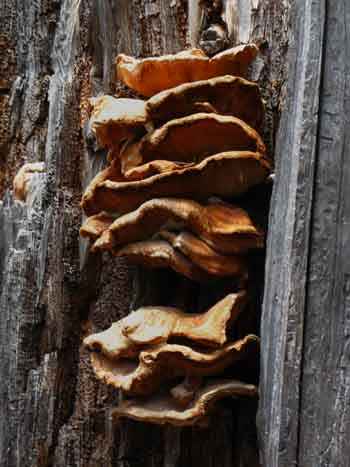 Fungus, Mokelumne Wilderness.