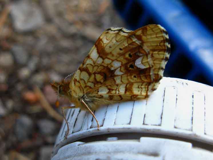 Beautiful moth at Fourth of July Lake.