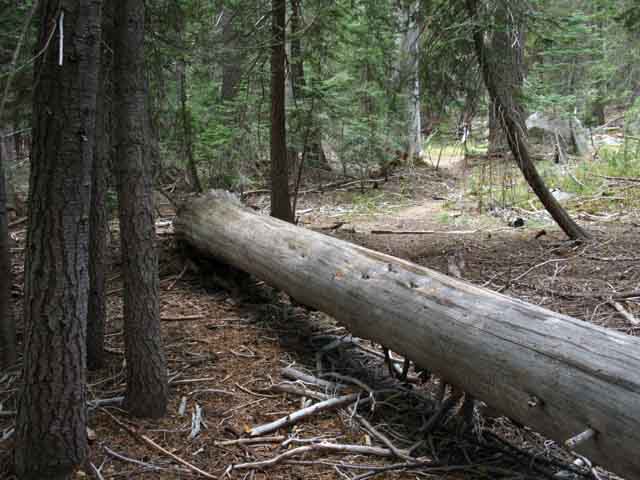 Fallen trees North of Horse Canyon.