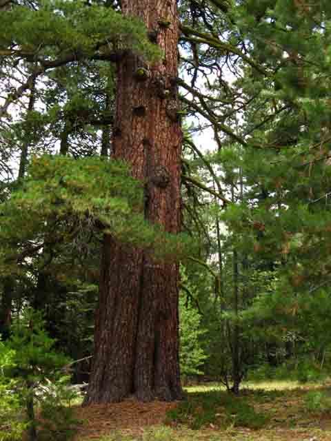 Big Pine Tree.