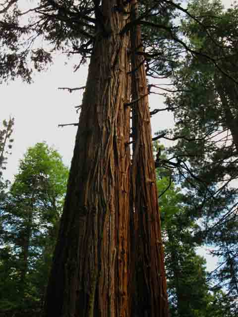Huge Spruce Tree.