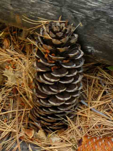 Big pine cone.