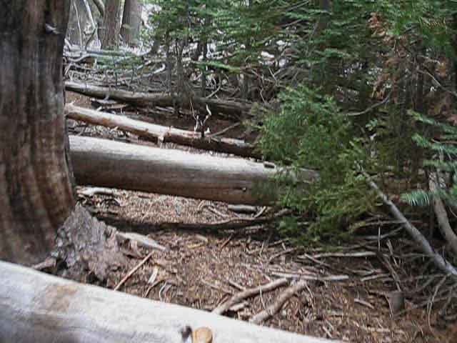 Series of obstacles along Tahoe to Yosemite Trail in Summit City Canyon.