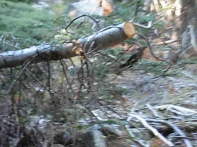 Smaller tree falls cut in Summit City Canyon.