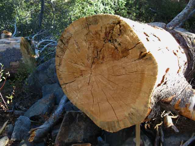Snag fallen across trail recently cut in Upper Summit City Canyon.