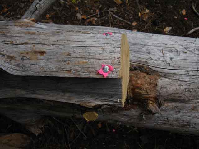 Trail tape removed from Tahoe to Yosemite Trail during 2013.
