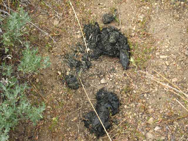 Above Eureka Valley we encounter fairly old bear scat.