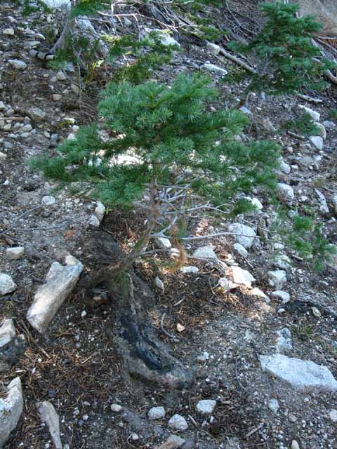 Sapling firs grow along the route below the Pacific Crest Trail.