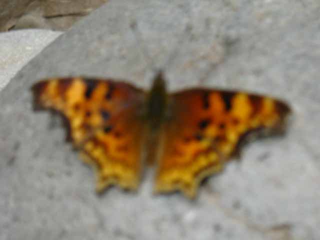 butterfly near Boulder Creek, Clarks Fork, Carson Iceberg Wilderness.