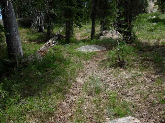 a section of gentle rising forest trail soon gives way to a steep climb.