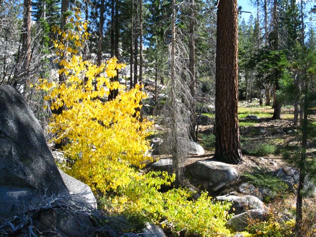 Granite, Aspen, and Pine Forest in a park-like setting.