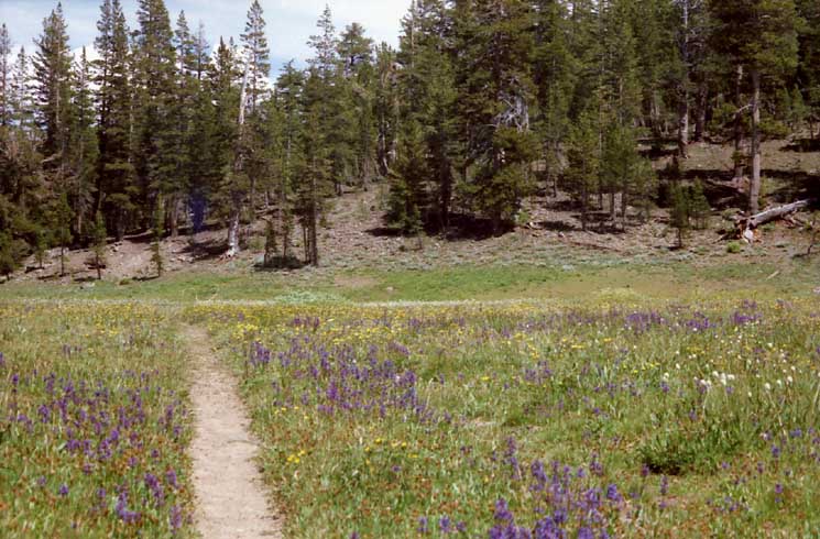 Approaching the Pacific Crest Trail through Lower Gardner Meadow.