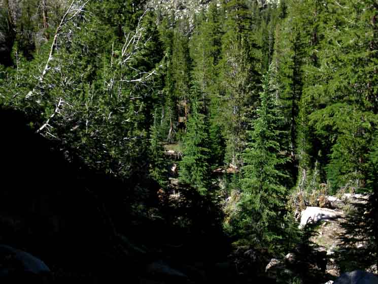Upper section of the Clarks Fork of the Stanislaus from the trail route up to the Headwaters.