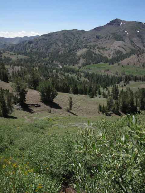 Upper Deadman Creek Meadow leading up to Sonora Pass with Highway 108 alongside for the ride.