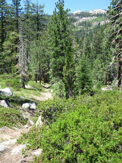 Looking down trail towards Spicer Meadow Reservoir.