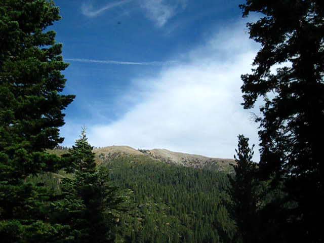 Forests on ridge Northeast of Woods Gulch.