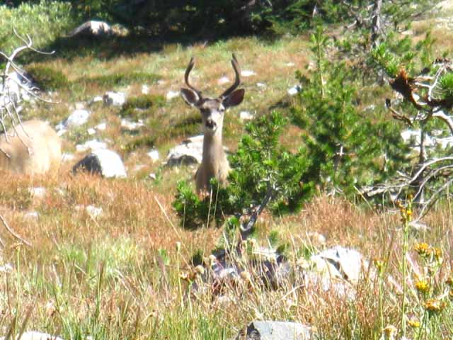 Deer on the South side of Bond Pass.