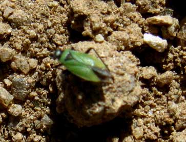 Little Green flying bug at 9000 feet in the High Sierra.