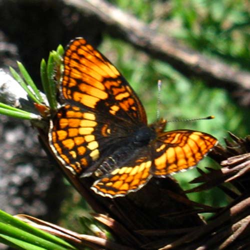 Butterfly on edge of Summit Meadow near Bond Pass, Emigrant Wilderness.