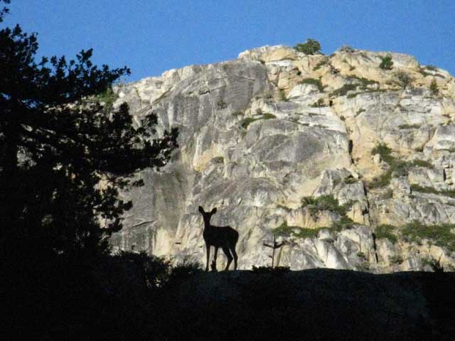 Deer along ridgerine between Tahoe to Yosemite Trail and Relief Reservoir.