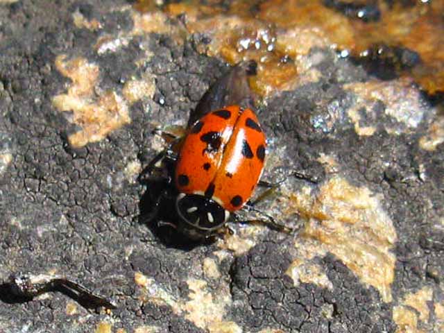 Emigrant Meadow ladybug.