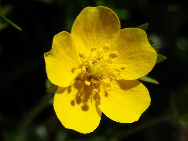 Yellow High Sierra flower.