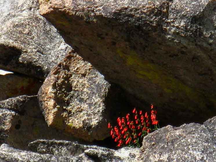 Flowers growing in great granite terrain, Emigrant Wilderness.