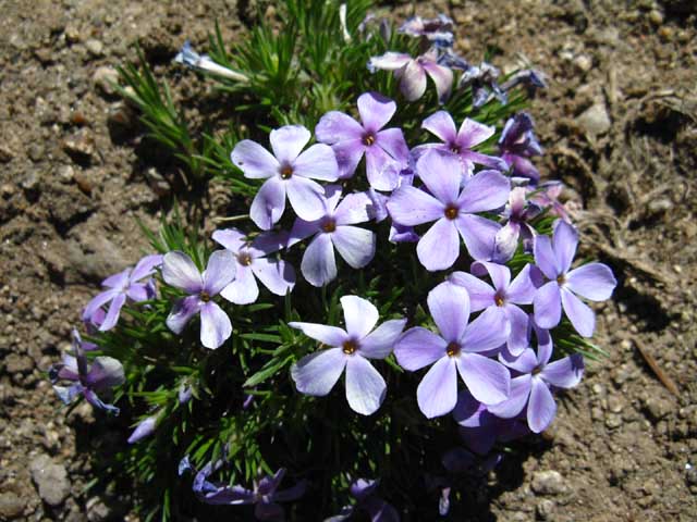 Purple High Sierra Flowers.
