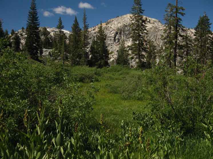 Saucer Meadow blooming in Emigrant Wilderness along the TYT.