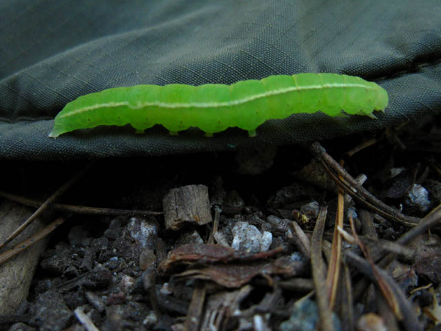 Saucer Meadow Caterpillar.
