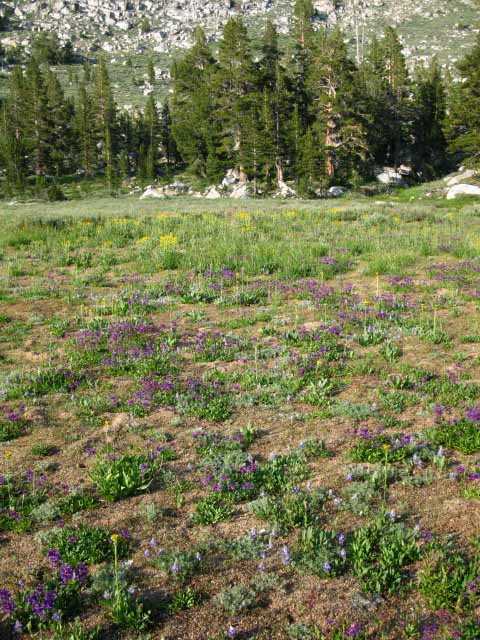 Summit Meadow and surrounding terrain.