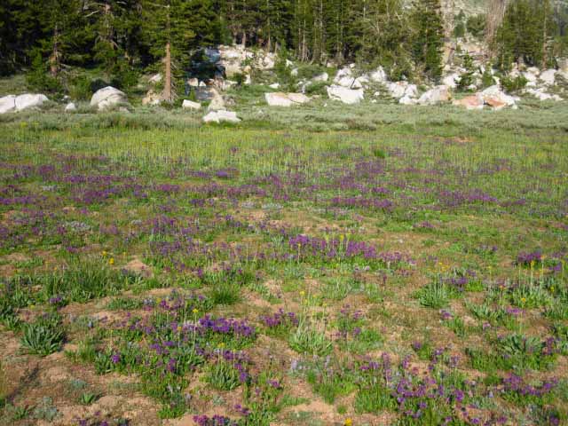 Summit Meadow in Emigrant Wilderness on the Tahoe to Yosemite Trail.