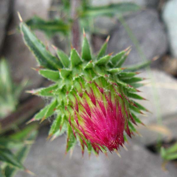 Thistle, red, bud.