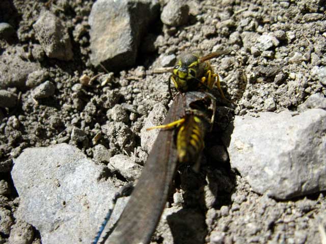 Wasps eating Grasshopper.
