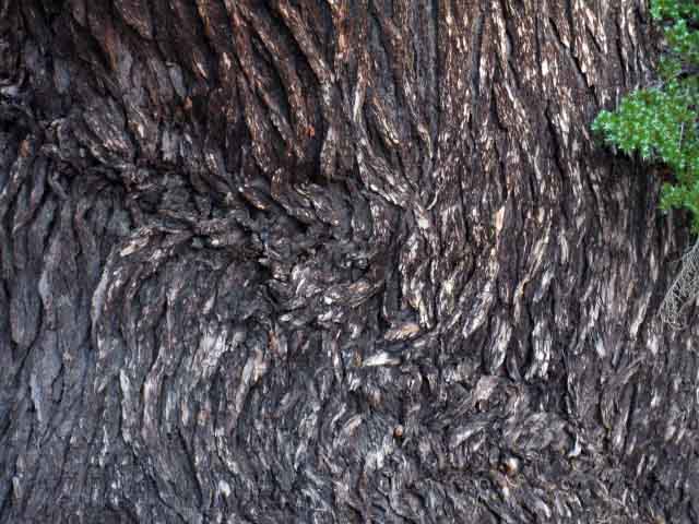 California White Pine bark.