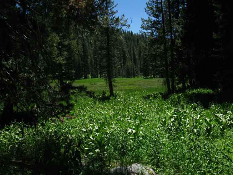 Great meadow in Tilden Canyon, Yosemite.
