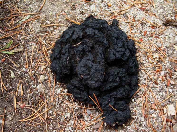 Bear poop along Pacific Crest Trail in Yosemite.