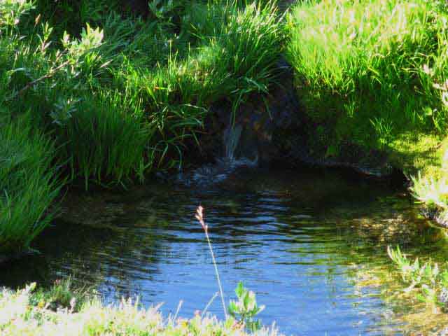 Bensen Pass upper meadow water source.