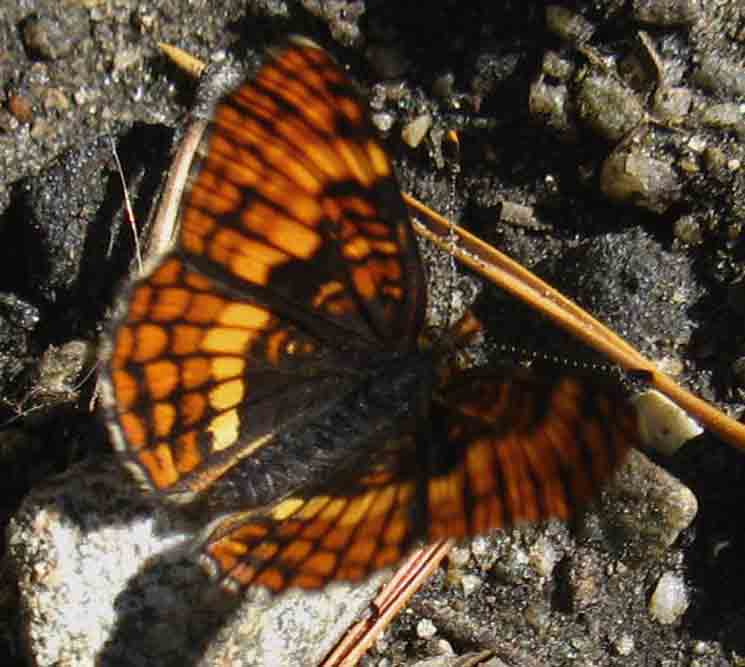 Butterfly in Lower Jack Main Canyon.