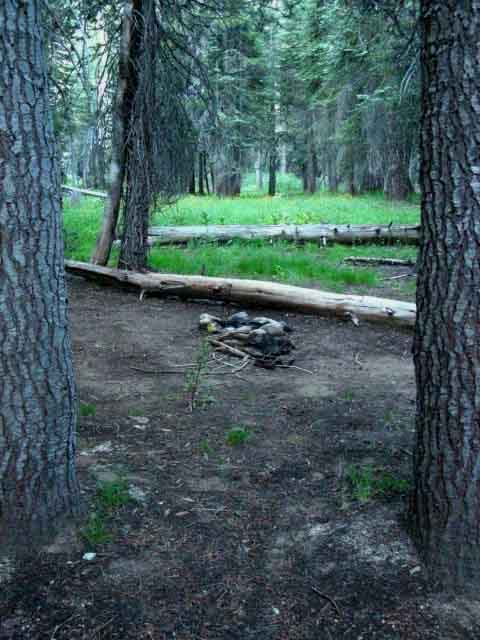 Fine campsite on the South shore of the Stubblefield Canyon Ford along the Tahoe to Yosemite and Pacific Crest Trails.