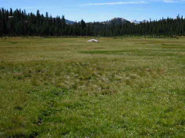 Bottom of Cold Canyon meadow looking South at Cathedral Range hiking Yosemite.