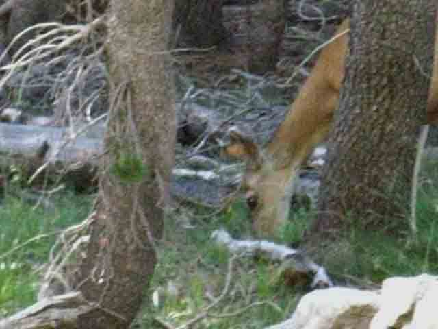 Deer along Tuolumne River.