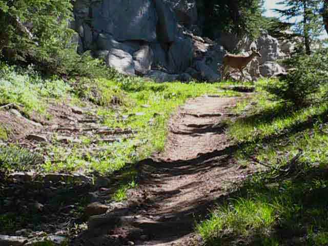 Deer crossing the Pacific Crest Trail near Seavy Pass.