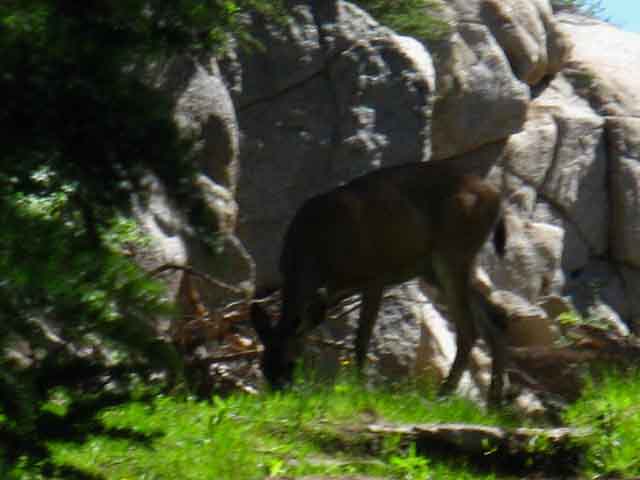 Deer grazing as we hike towards Seavy Pass between Kerrick Canyon and Bensen Lake in the Yosemite Backcountry.