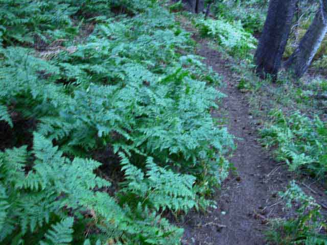 Ferns at bottom of Stubblefield Canyon.