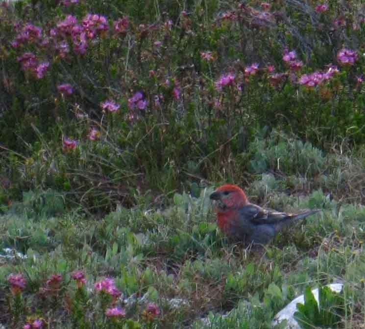 Is this a Common Rosefinch that I interacted with along the Shore of Tilden Lake?