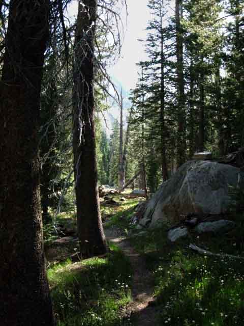 forest in Kerrick Canyon.