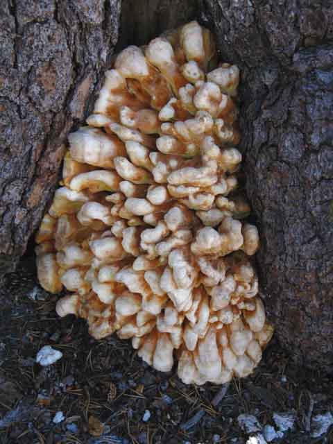 Detail of fungus at West shore Smedberg Lake campsites.