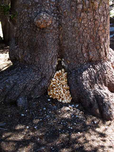 Interesting fungus growth on tree in West Smedberg Lake campsites.