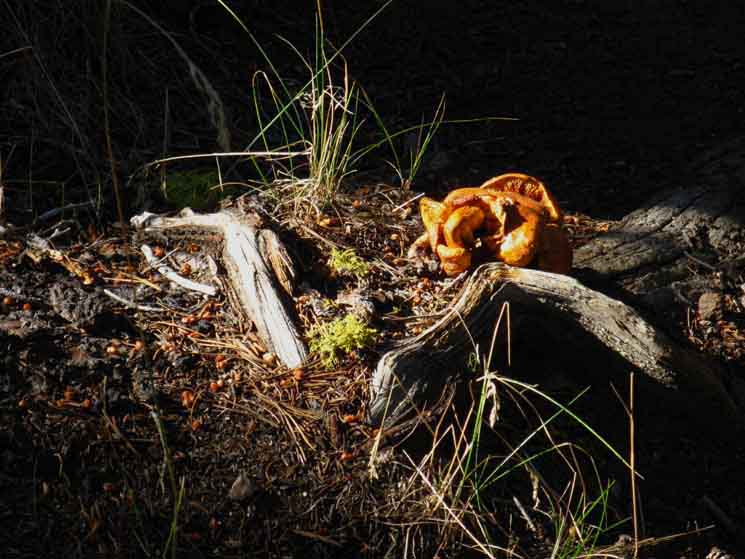 Fungus along the Pacific Crest Trail in North Yosemite Backcountry.